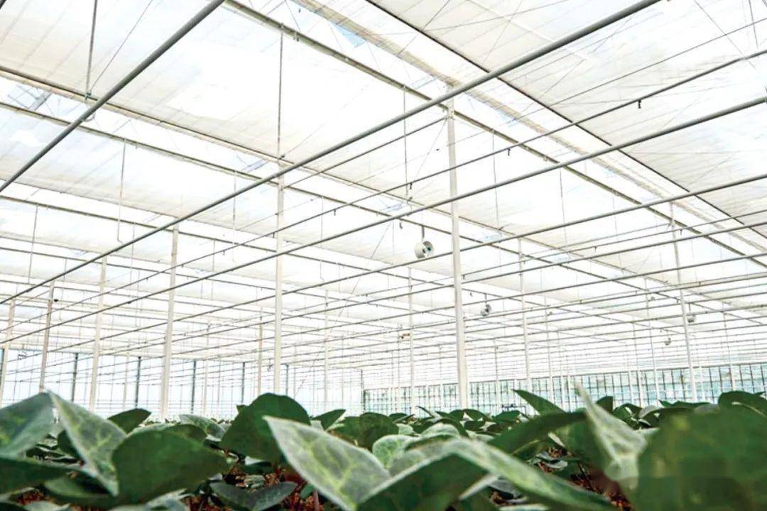 J9九游会 九游会J9智能环保成为园艺设施资材最热主题 “第25届国际花展”专题(图6)