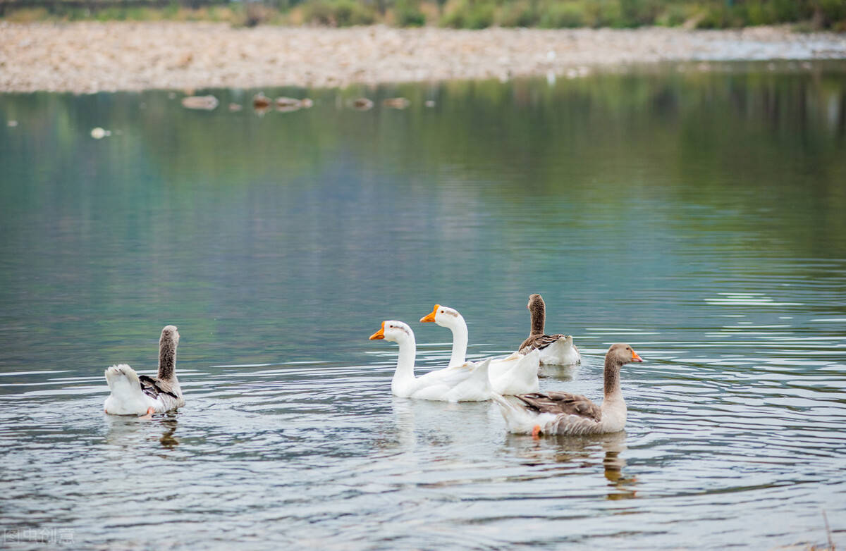 J9九游会 九游会J9中国生态环境网:数字化升级共创美好未来