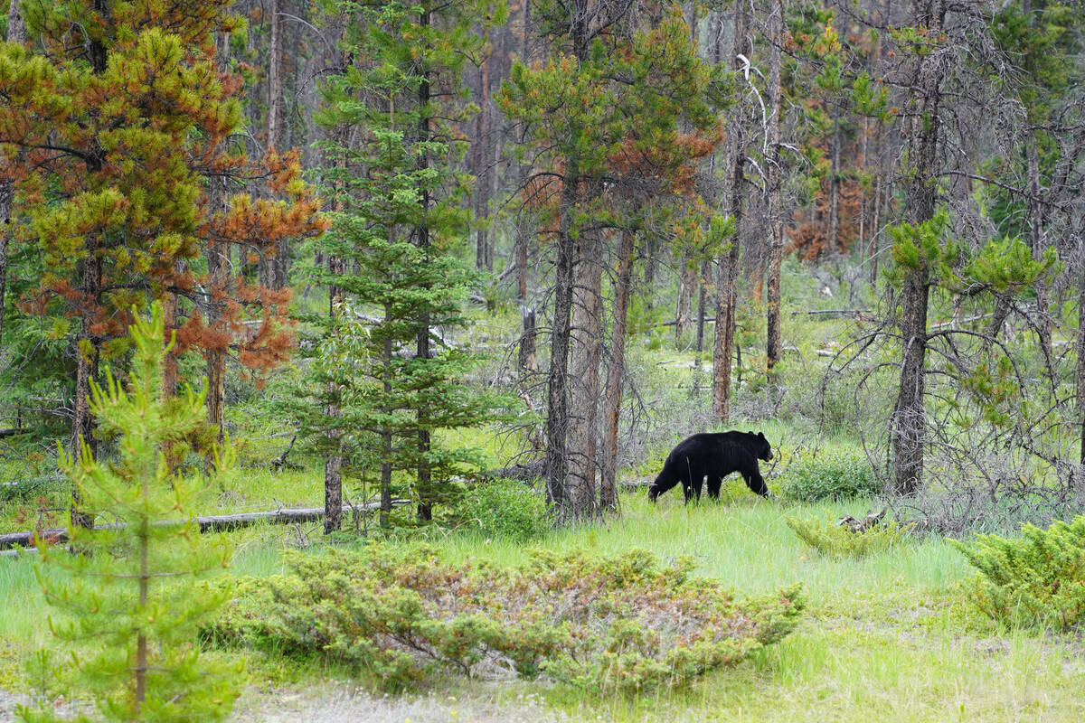 J9九游会 九游会J9中国生态环境网：数字化升级共创美好未来(图3)